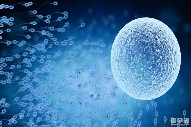 供卵试管代怀地址(供卵试管代怀地址选择指南)