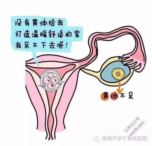 供卵试管代怀产子过程【供卵试管代怀产子:一场奇迹的孕育之旅】