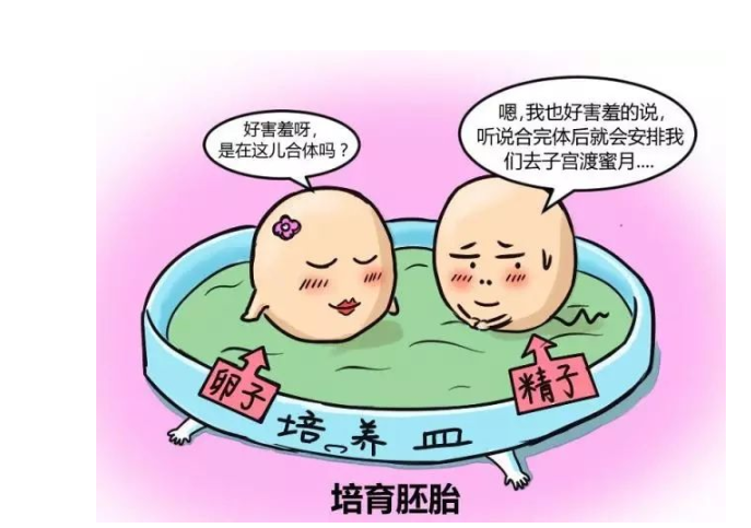 供卵试管婴儿违法吗(供卵试管婴儿：法律关于违法的规定)