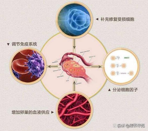 供卵试管代怀零风险(供卵试管代怀零风险：安心选择，健康孕育)